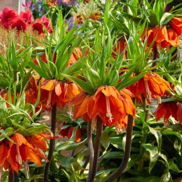 Bulbes à fleurs à planter à l'automne - Fritillaire Imperialis Rubra (x1) - face recto